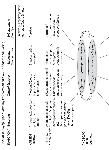 Πρωτοπαθείς Ανοσοανεπάρκειες www.paed-anosia.