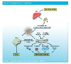 Genetic defect of the NF-κB pathway (C.