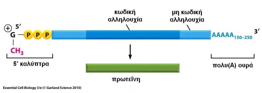 ΕΙΣΑΓΩΓΗ κτηριστικό της επεξεργασίας των πυρηνικών mrna και καταλύεται από την πολυ(α) πολυμεράση [12].