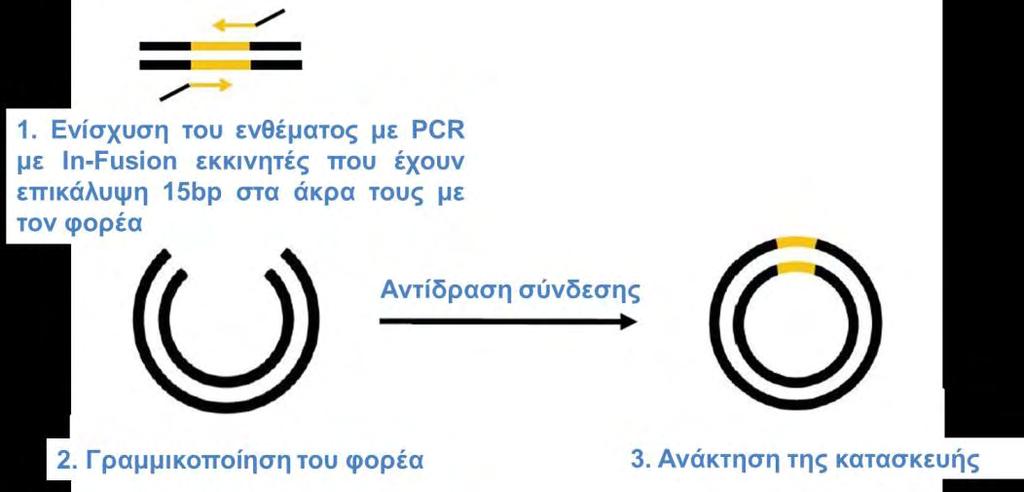 ΥΛΙΚΑ-ΜΕΘΟΔΟΙ Σχήμα 3. Επισκόπηση της πορείας κλωνοποίησης. Με κίτρινο χρώμα απεικονίζεται το ένθεμα [56]. 3.2.1.