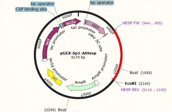 ΥΛΙΚΑ-ΜΕΘΟΔΟΙ Σχήμα 5. Χάρτης του φορέα pgex-6p-1 μετά την κλωνοποίηση του προς εξέταση γονιδίου (AtHesp). Το τμήμα του φορέα που απεικονίζεται με κόκκινο αντιστοιχεί στο τμήμα του cdna της AtHesp. 3.