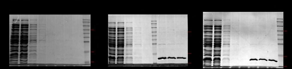 coli, στελέχους B834 (DE3) και επαγωγή της υπερέκφρασης στους 18 ο C. Α. Μεσαίας κλίμακας καθαρισμός απουσία επαγωγέα (0mM IPTG), B.