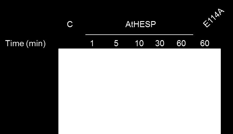 Ηλεκτροφόρηση 20% ακρυλαμιδίου-8μ ουρίας. C: αντίδραση έλεγχος (απουσία ενζύμου), Hesp: Αντίδραση παρουσία μη μεταλλαγμένης AtHESP, Ε114Α: αντίδραση παρουσία της μεταλλαγμένης AtHESP-Ε114Α. 4.3.