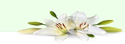 Doxology 12:00 p.m. The Parade will begin at 1:00 p.m. (No festivities will follow the parade) A group photograph will be taken on the front steps of the church Great Vespers Artoklasia - 7:00 p.m. Followed by coffee & fellowship in our church banquet hall Sunday, March 25, 2018 Orthros 8:30 a.