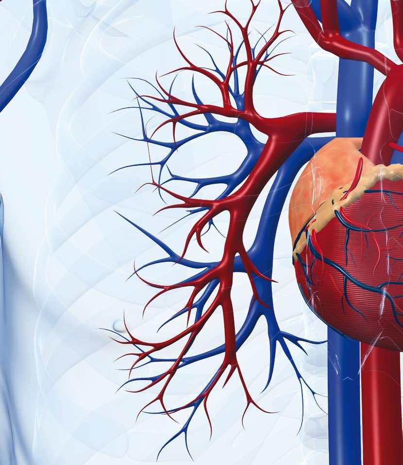טיפול הורמונלי חליפי ומחלת לב טרשתית - עידכון 2008 מתן הורמונים בשנים הראשונות של תקופת גיל המעבר אינו מגביר את הסיכון לתחלואת לב.