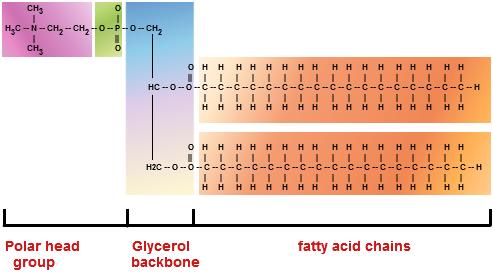 Figura 3), legat covalent de lanțuri de acizi grași (Figura 4) și de un reziduu de acid fosforic, legat la rândul lui de un compus (ex: colină, serină, etanolamină, inozitol), cu care formează