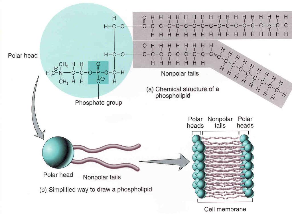 - principalele fosfolipide membranare - fosfatidilcolina(lecitina), fosfatidiletanolamina(cefalina), fosfatidilserina, fosfatidilinozitol, sfingomielina - au o dispunere asimetrică în bistratul