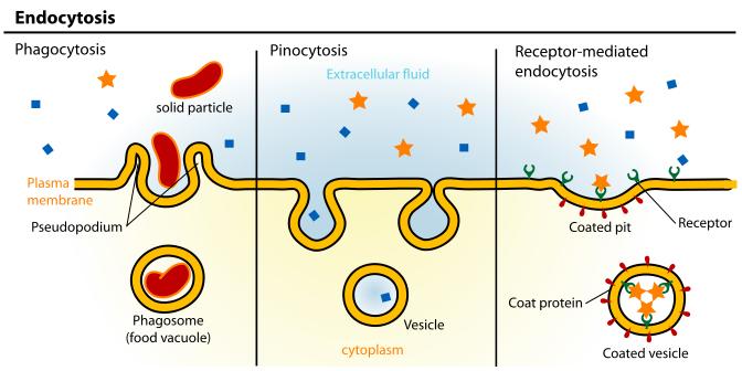 pag. 9 II. TRANSPORTUL MACROMOLECULELOR ȘI AL PARTICULELOR se realizează cu ajutorul unor vezicule formate pe seama membranei celulare.