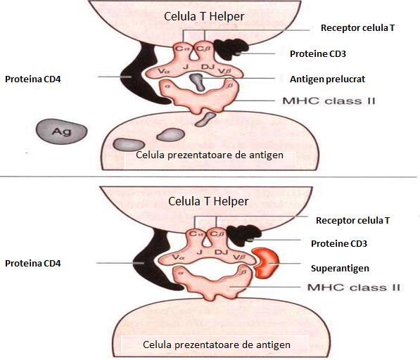 Activarea celulelor T helper de superantigen.