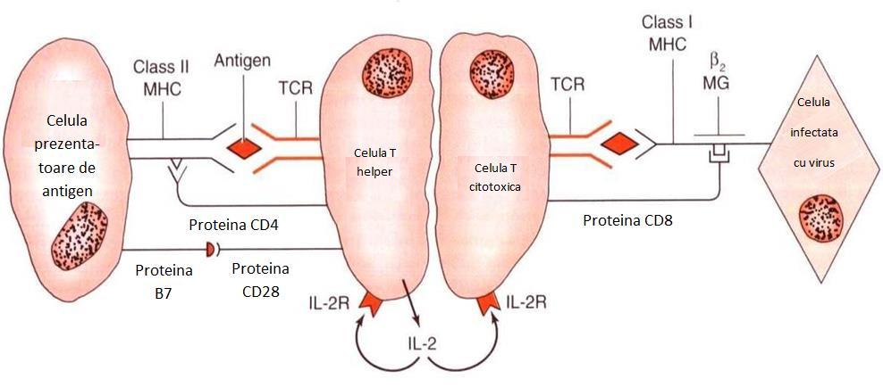 Activarea celulelor T. Stânga: O celulă prezentatoare de antigen (APC) prezintă antigen prelucrat în asociere cu o proteină MHC clasa II.