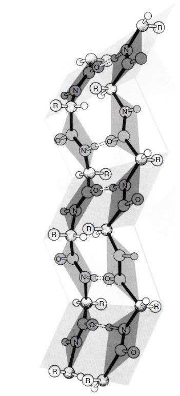 3/01/2018 Curs II - Structura proteinelor 14 Structura proteinelor Structura b-pliată (b-sheets) Dacă în cadrul structurilor helicale legăturile peptidice se formează în cadrul aceluiași schelet