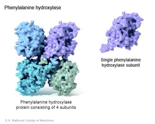 3/01/2018 Curs II - Structura proteinelor 2 Proteinele - molecule esențiale pentru