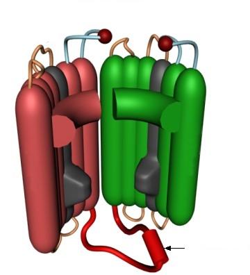 Subunitatea α a canalului de Na + voltaj-dependent văzută din exteriorul membranei celulare.
