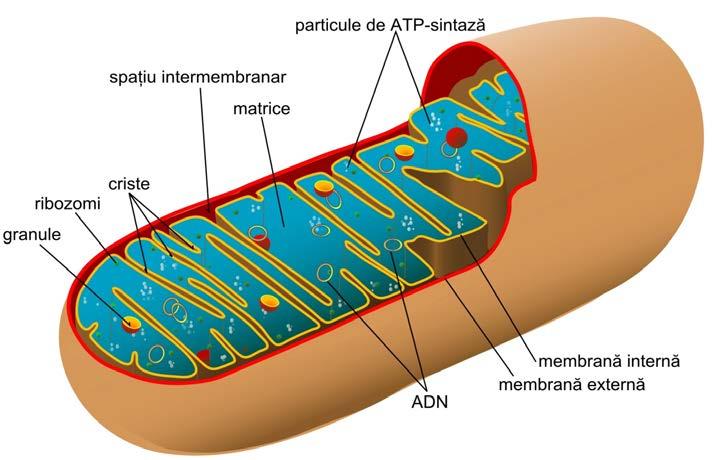 Figură 18. Secțiune schematică printr-o mitocondrie.