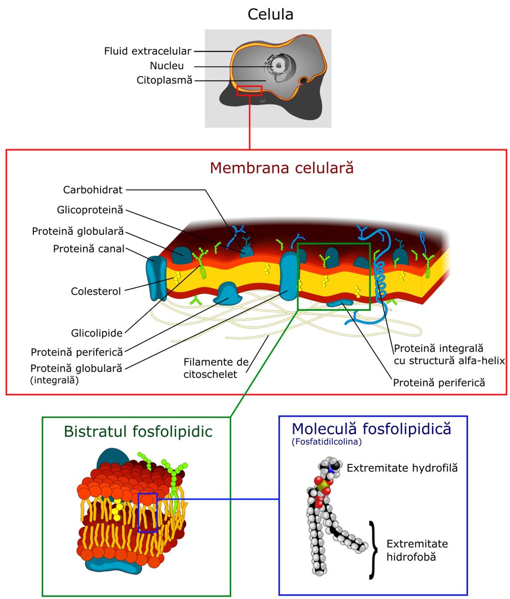 Figură 9. Structura membranei celulare. Cercetările au dovedit că membranele sunt formate, în esență, din lipide (mai ales fosfolipide) și proteine.