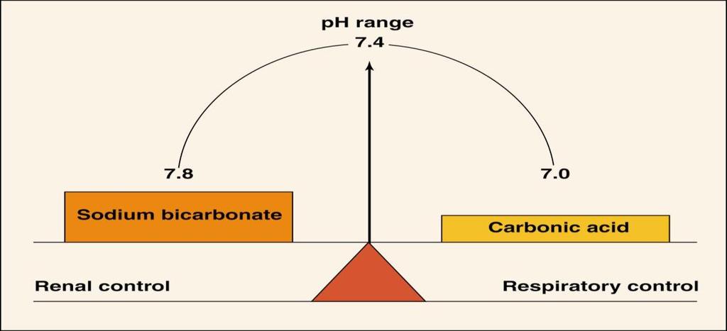 II. MECANISME DE COMPENSARE A DEZECHILIBRELOR ACIDOBAZICE SISTEMUL BICARBONAȚILOR Sistemul tampon bicarbonat / acid carbonic funcţionează doar dacă organismul îşi menţine caracterul de sistem deschis