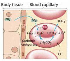 FENOMENUL HAMBURGER In sângele capilar periferic CO 2 generat prin metabolismul celular normal difuzează rapid în sange: 8% rămâne în plasmă (3% dizolvat, 5% legat de proteinele plasmatice), 72%
