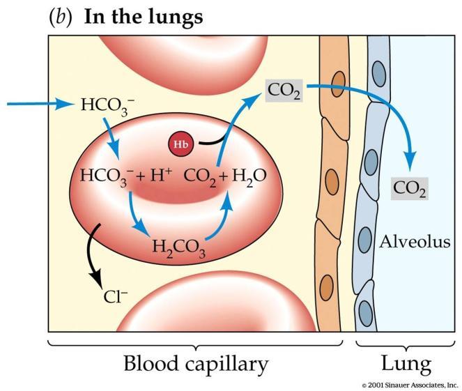 FENOMENUL HAMBURGER In capilarul pulmonar O 2 pătrunde în capilarul pulmonar și, din capilar, în hematie concentrația crescută de O 2 din hematie transformă Hb deoxi în oxihb dizlocă H + legat de