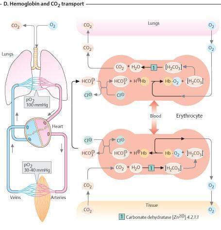 FIZIOPATOLOGIA ECHILIBRULUI ACIDO - BAZIC (I) - PDF ΔΩΡΕΑΝ Λήψη