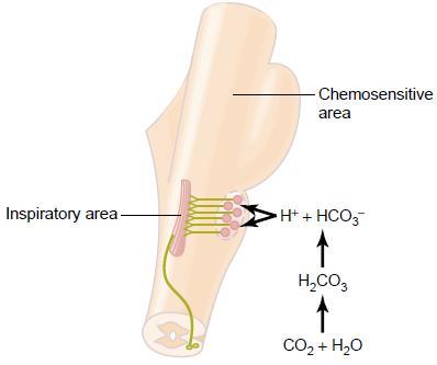 ACIDOZELE METABOLICE MECANISME DE COMPENSARE RESPIRATORIE Stimularea centrului respirator prin zona chemosenzitivă bulbară. Chemoreceptorii centrali sunt sensibili la variația H +.