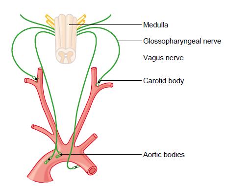 Stimularea centrului respirator prin chemoreceptorii de la nivelul carotidei și arcului aortic este transmisă prin nervii IX și, respectiv nervul X.