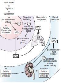 I. VARIATIILE phului SANGUIN SURSE DE IONI DE HIDROGEN în ORGANISMUL UMAN Surse de ioni de hidrogen (H + ) Majoritatea ionilor de H + provin din metabolismul celular (Normal: 50100 meq/zi) prin: