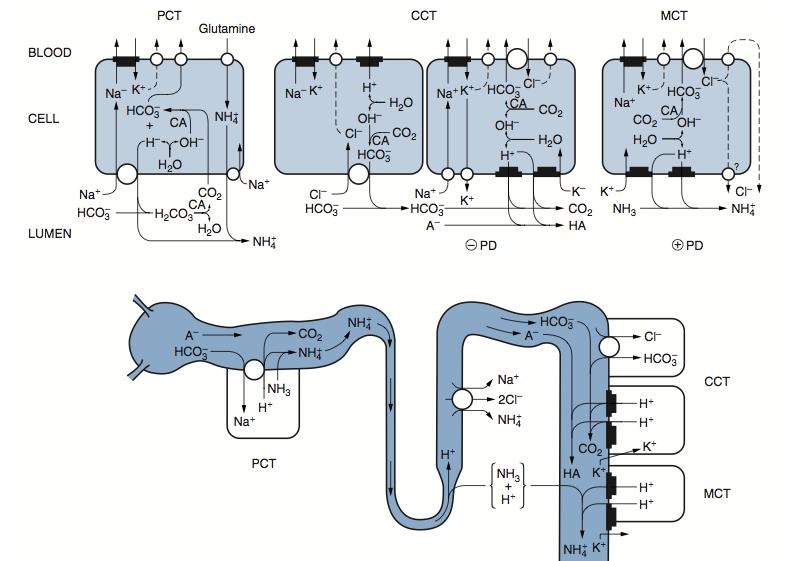 ACIDOZELE METABOLICE MECANISMULCORECTOR RENAL PCT = tubi contorti proximali CCT= tubi