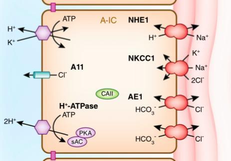 ACIDOZELE METABOLICE MECANISMUL CORECTOR RENAL Reabsorbtia HCO 3 în ramura ascendenta a ansei Henle este similară celei din TCP.