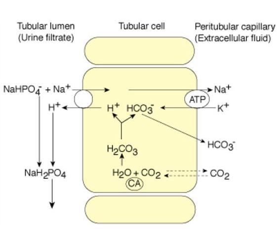 ACIDOZELE METABOLICE MECANISMULCORECTOR RENAL excreția H + sub forma aciditatii titrabile Sistemul tampon al fosfaților acționează în felul următor: In celula tubulară distală, cea mai mare cantitate