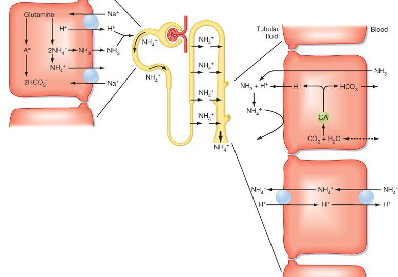 ACIDOZELE METABOLICE MECANISMULCORECTOR RENAL excreția H + sub forma sarurilor amoniacale Spre deosebire de eliminarea fosfaților, excreția de H + sub forma sărurilor amoniacale (în special NH 4 Cl)