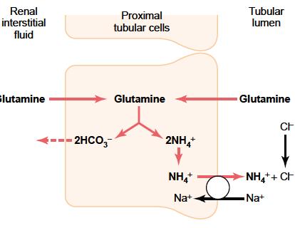 ACIDOZELE METABOLICE MECANISMULCORECTOR RENAL excreția H + sub forma sarurilor amoniacale în TCP: NH 4 + este produs prin catabolizarea glutaminei. Aceasta catabolizare se produce în 2 etape: 1.