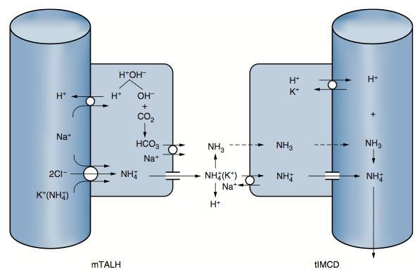 ACIDOZELE METABOLICE MECANISMULCORECTOR RENAL excreția H + sub forma sărurilor amoniacale în TCD și TC: în polul apical al celulei tubulare distale actionează H + ATPaza.