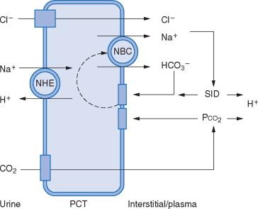 ACIDOZELE METABOLICE MECANISMULCORECTOR RENAL rolul Clorului Transportul Cl în TCP se realizează prin: Transport pasiv, paracelular, generat de gradientul electrochimic și forțele Starling reglat de