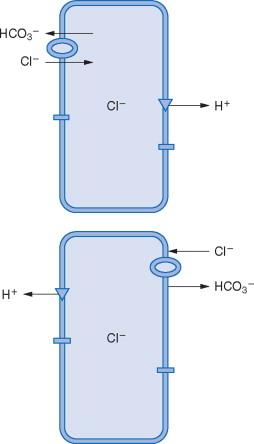 ACIDOZELE METABOLICE MECANISMULCORECTOR RENAL rolul celulelor intercalate și al clorului au fost identificate 3 tipuri de celule intercalate : tip A: celule care secretă H + tip B: celule care