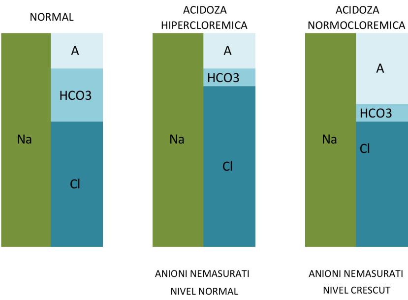 Creşterea deficitului anionic indică: ACIDOZELE METABOLICE creşterea anionilor nemăsuraţi (alţii decât Cl şi HCO 3 ), scăderea cationilor nemăsuraţi (hipocalcemii, hipomagneziemii, hipopotasemii) sau