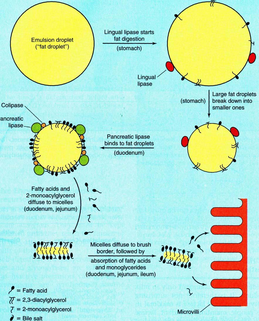 Emulsija Liežuvio lipazė Trigliceridų Liežuvio lipazė Kasos lipazė Lašeliai