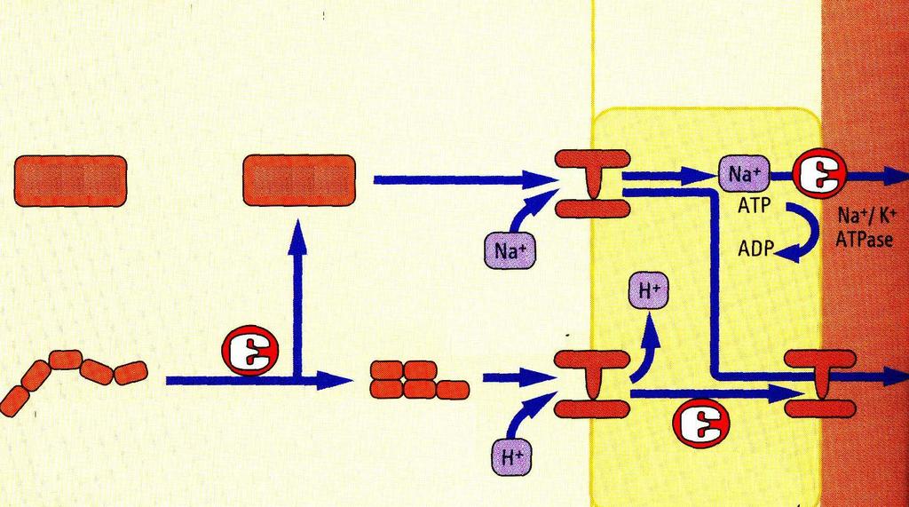 Aminorūgščių (AR) absorbcija AR AR Di ir tripeptidai Simportas
