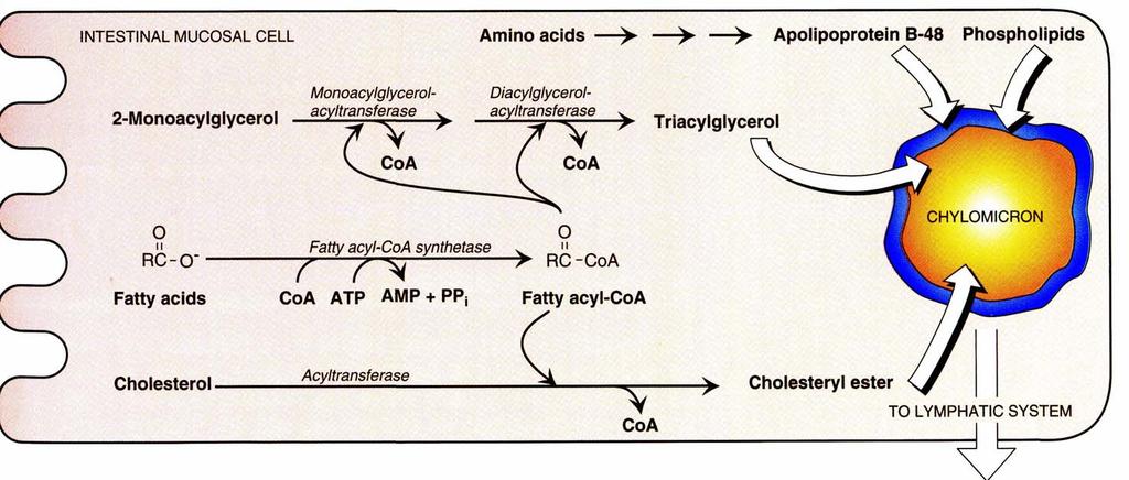 Lipidų virškinimo produktų absorbcija Iš su micelėmis patekusių MAG, lizofosfolipidų ir R.