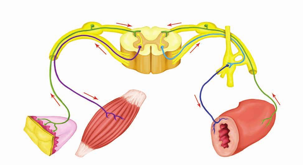 POLYNEUROPATIE Častejším ochorením periférneho nervstva sú skôr chronické ťažkosti alebo polyneuropatie.