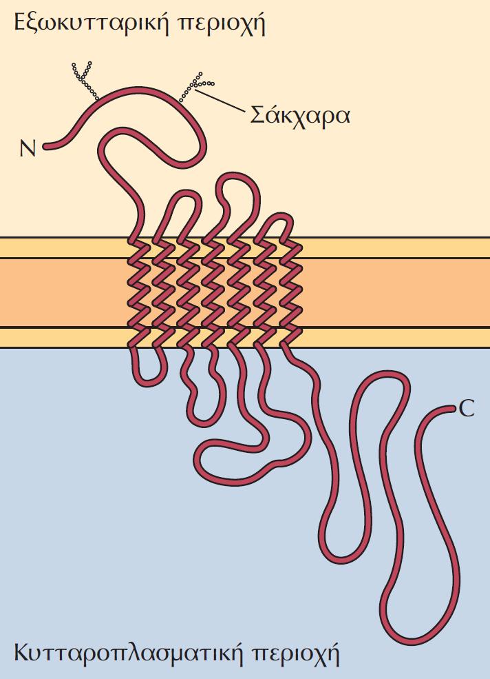 Υποδοχείσ ςυνδεδεμζνοι με G πρωτεΐνεσ (GPCRs) Σοπολογικό