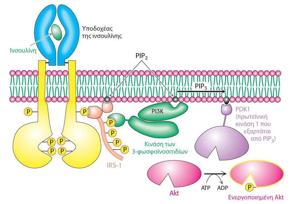 Insulin receptor substrate υνδετικό ςτοιχείο, όχι ζνηυμο Η ςηματοδότηςη από ινςουλίνη Η δζςμευςή τησ