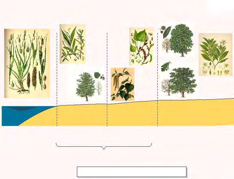 PLAN XERAL DE ORDENACIÓN MUNICIPAL DE ARES (A CORUÑA) 179 Cinto palustre Salcedas-Amenais Olmedais-Biduidos Bosques pluriespecíficos Inundable Inundación Esporádica Non Inundable Thypha latifolia