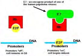 (Deborah- Burkhart et al, 2009) Η Ε7 μπορεί να παρακάμπτει τον έλεγχο του κυτταρικού κύκλου με τη δέσμευση και αποδόμηση της αποφωσφορυλιωμένης πρωτεΐνης Rb που οδηγεί στην απελευθέρωση του E2F (και