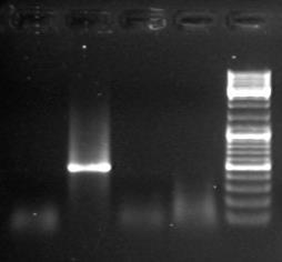 ΗotStart Polymerase Στους πίνακες 3.4.iii. και 3.4.iv.