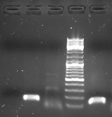 ΗotStart Polymerase Στους πίνακες 3.5.iii. και 3.5.iv.