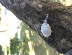 9 Μέθοδοι μαζικής παγιδεύσεως και παρεμποδίσεως της συζεύξεως. Οι μέθοδοι μαζικής παγιδεύσεως και παρεμποδίσεως της συζεύξεως απεδείχθησαν ιδιαιτέρως αποτελεσματικές.