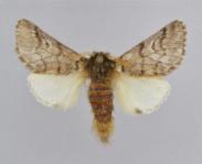Thaumetopoea hellenica Trematerra and Scalercio Thaumetopoea