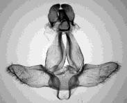 new taxa from southern Europe (Lepidoptera Notodontidae
