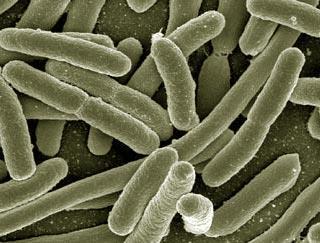 Κοινά μικρόβια (κολοβακτηρίδιο-