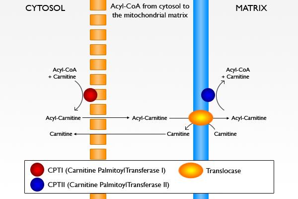 ΦΥΣΙΟΛΟΓΙΑ ΤΗΣ ΚΑΡΝΙΤΙΝΗΣ Η καρνιτίνη (L-Carnitine) βιοσυντίθεται στον άνθρωπο με ρυθμό 1,2μmol/kg βάρους/ημέρα και αποδίδει το 25% των ημερησίων αναγκών, ενώ το υπόλοιπο 75% προσλαμβάνεται από τα